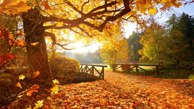 Árboles en otoño
