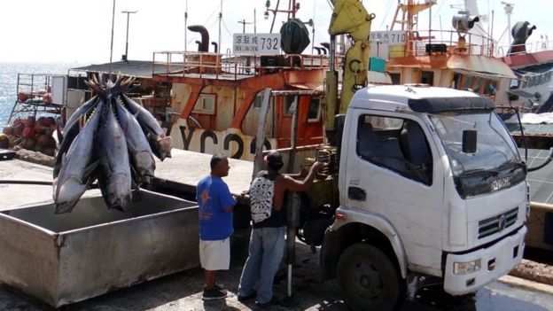 Trabajadores descargan atún de un barco de pesca en Majuro para su exportación a los mercados internacionales.