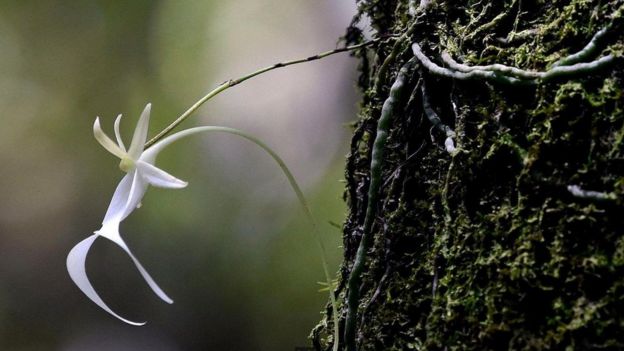 Uma orquídea em extinção na Reserva de Fakahatchee