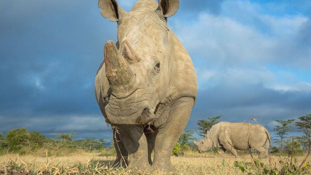 El último rinoceronte blanco del norte macho murió el año pasado en Sudán.