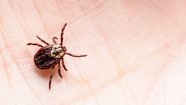 Lyme disease can be diagnosed by 'bull's eye' rash alone - BBC News