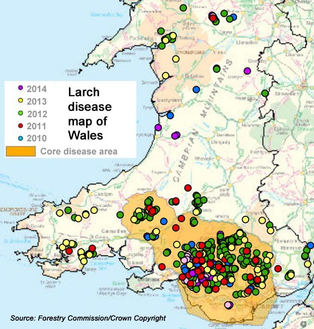 Larch disease map of Wales