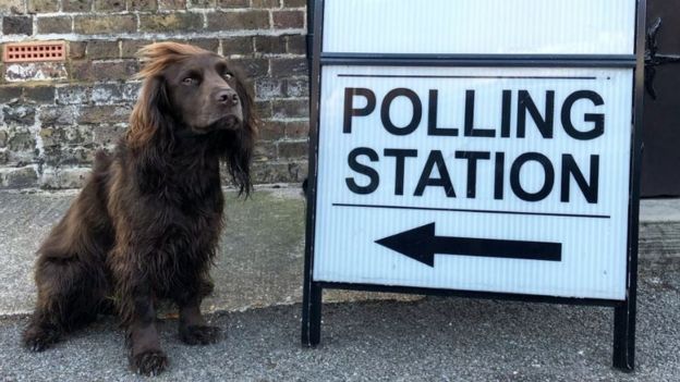 Finn the cocker spaniel