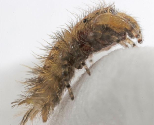 Spider Named After The Very Hungry Caterpillar Author Eric Carle Bbc News