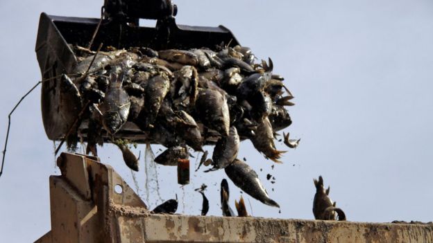 تقوم فرق بنقل الأسماك النافقة من نهر الفرات لطمرها