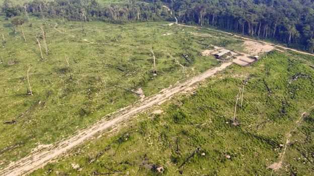 Deforestation (Getty Images)