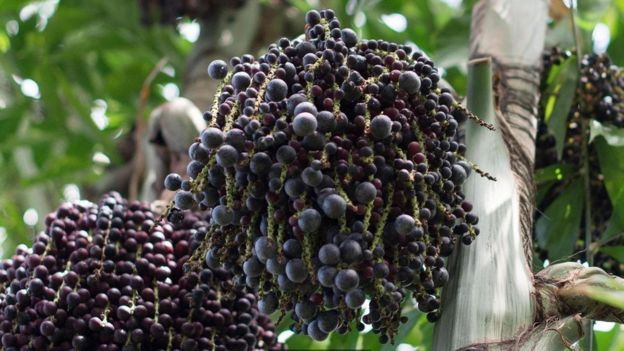 AçaÃ­