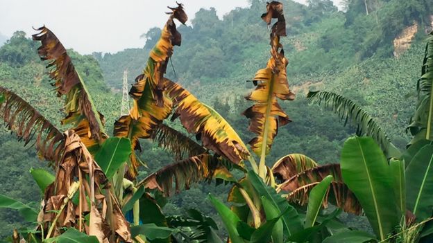 Plantasde banana infectadas