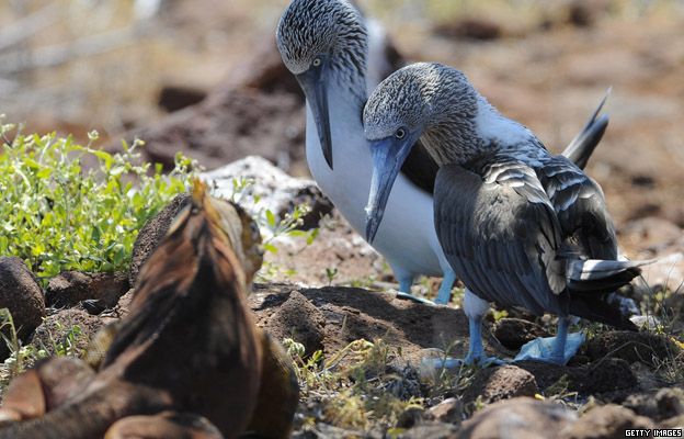 Blue-footed boobies look at a terrestrial iguana