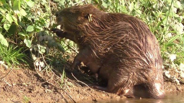 Beaver mother
