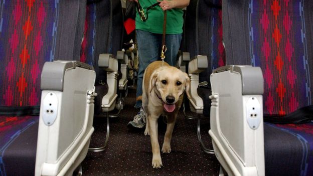 Perro guía en un avión.