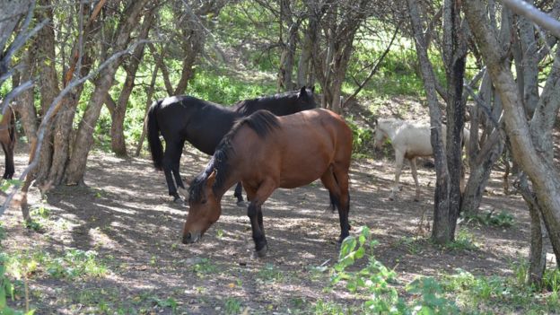 Cavalos comendo maçã na região de Tien Shan
