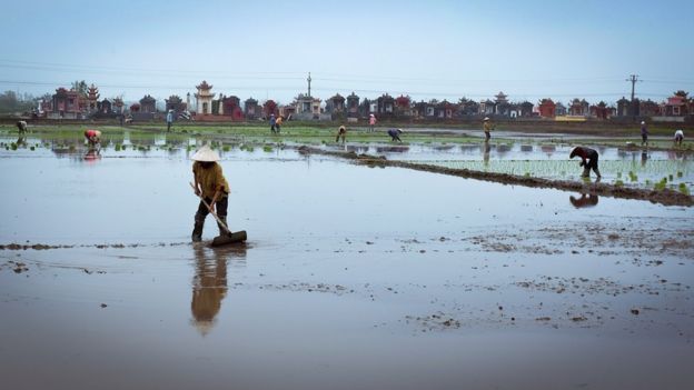 Cultivadoras en Tien Hai plantando semilleros de arroz.