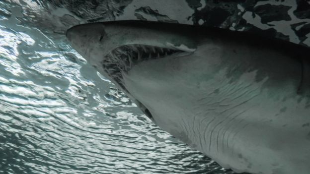 Tiburón toro