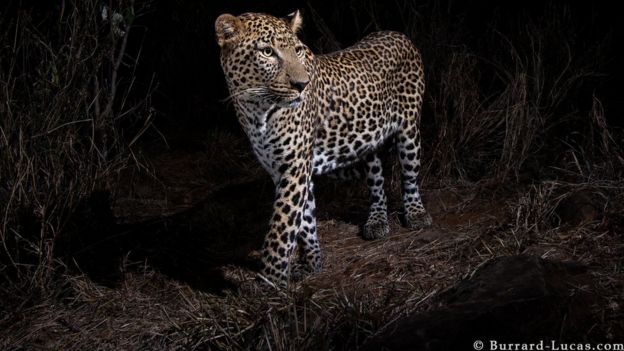 A spotted leopard captured in the wild on camera
