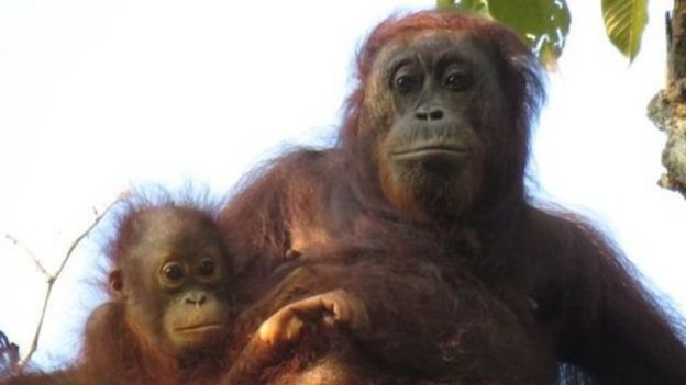 Orangutan hembra con su bebé