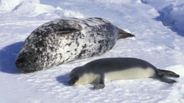 Foca y su cría