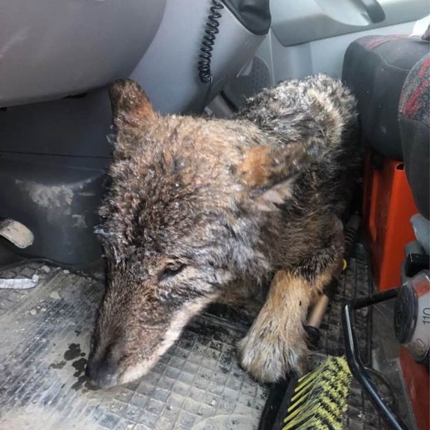 Na foto, o lobo esta no chão de um carro no caminho para a clÃ­nica