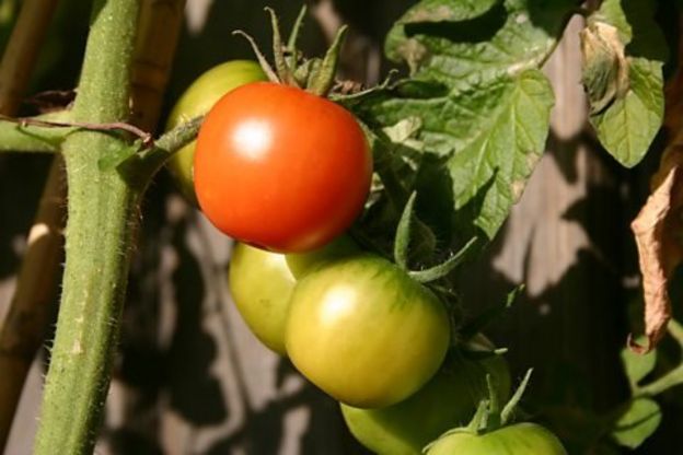 بوته گوجه‌فرنگی به ارتعاش خاصی در زنبور‌های عسل واکنش نشان می‌دهد و گرده‌های خود را آزاد می‌کند