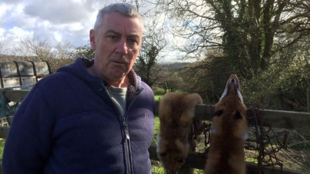 Fur trade: Trapper defends killing foxes in rural Wales
