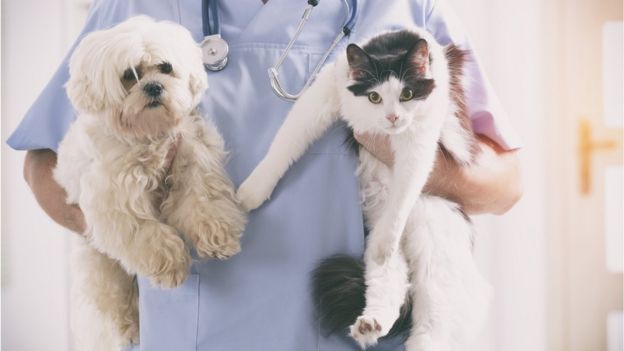 Vet holding cat and dog