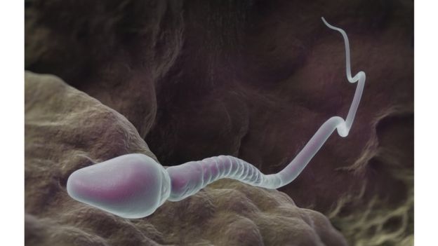 Simulación de un espermatozoide humano