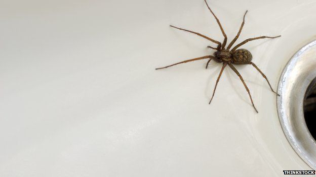 UK Common Types of House Spiders