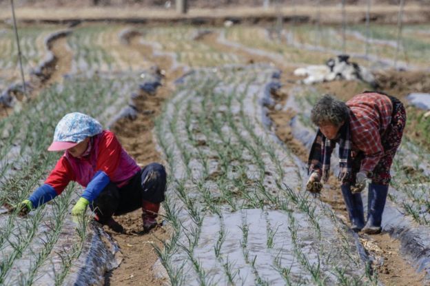 Dos mujeres recogen arroz en Corea del Sur.