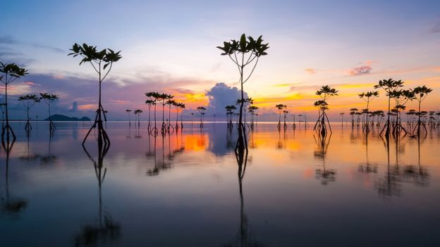 mangroves