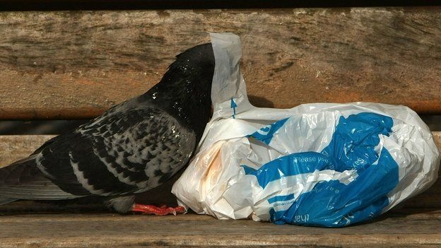 Pigeon plastic bag