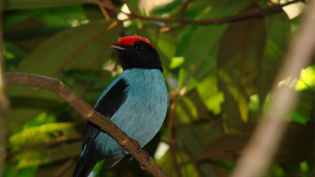 Tangará-dançarino macho pousado em um galho