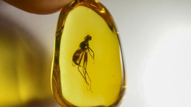 Insecto dentro de ámbar