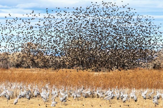 Sabe-se que 118 espécies de aves fazem a migração norte-sul nas Américas