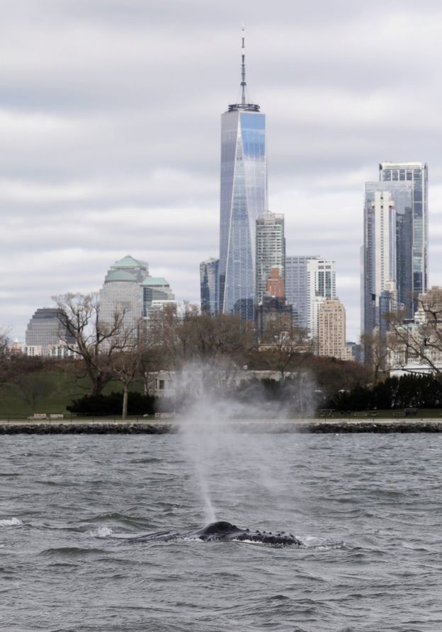 Humpback Whale Snapped During New York City Harbour Visit - BBC News