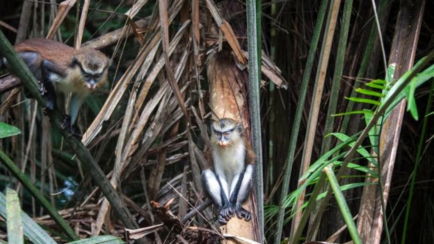 பார்பிக்யூ உணவும், பருவநிலை மாற்றமும்