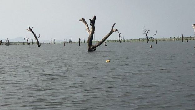 African hardwoods submerged in Ghana's Lake Volta