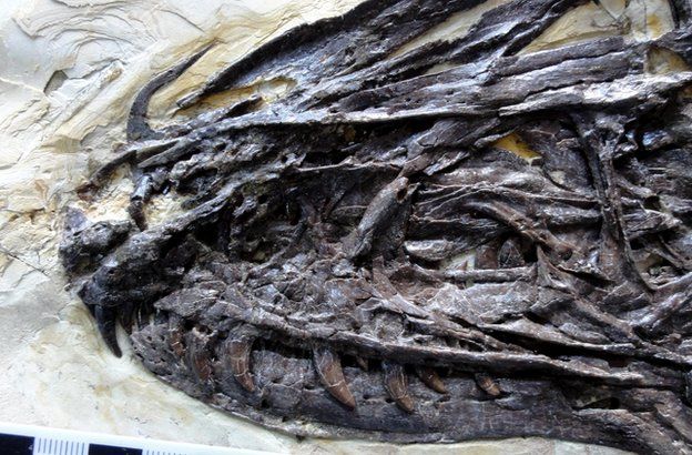Skull of newly discovered dinosaur Zhenyuanlong