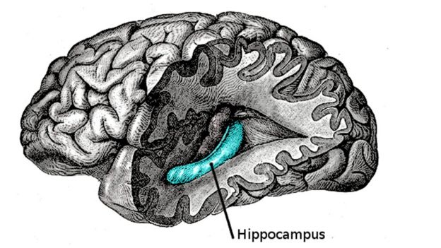 Hipocampo posición en el cerebro.
