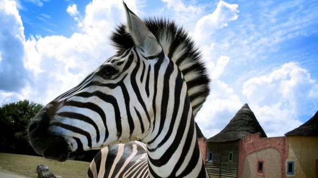 Uma zebra em área aberta fotografada de perto