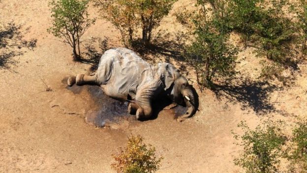 Elefante muerto en Botsuana en mayo de 2020.