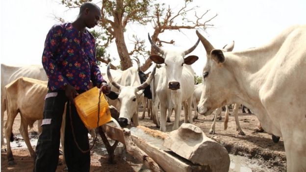 A Fulani herdsman waters his cattle on a dusty plain between Malkohi and Yola town on 7 May, 2015