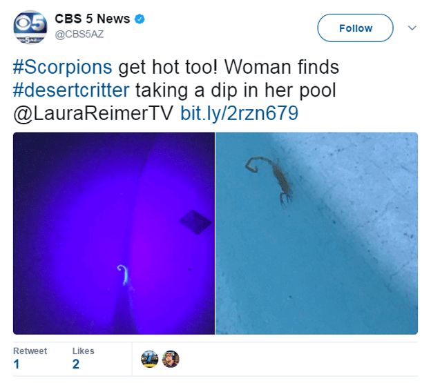Tweet showing scorpion