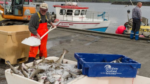 Fisherman shovelling ice on to a bucket fish in the Faroe Islands