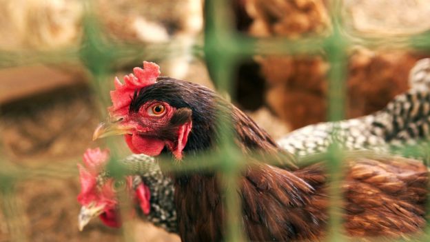 Vigilance Call After New Avian Flu Case In Wales - BBC News