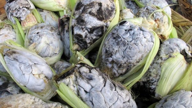 Huitlacoche