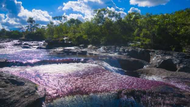 Caño Cristales