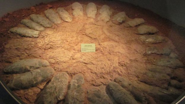 A ring of eggs around a circle of dirt