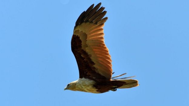 கருடன் அல்லது செம்பருந்து.