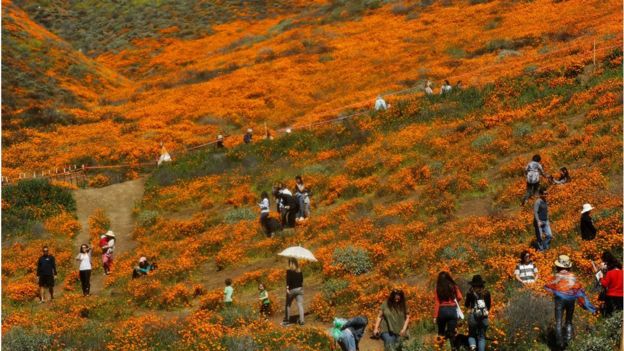 Super bloom tourists cause small town 'safety crisis' - BBC News