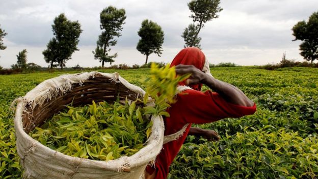 Homem em colheita de chá em Nairobi